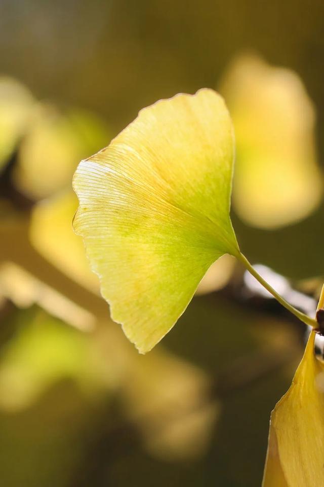 限时绝美！年度顶流！