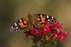 从非洲往返北极圈！这种蝴蝶跨越10代一年飞1.5万公里，上演生命“接力赛”图片