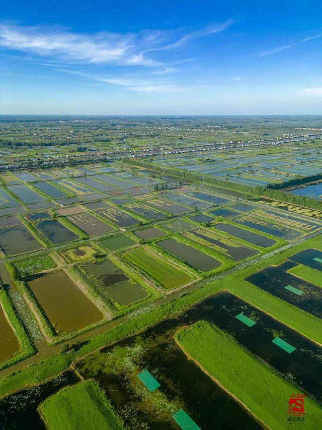 来洪湖，“藕”遇千年秋色！