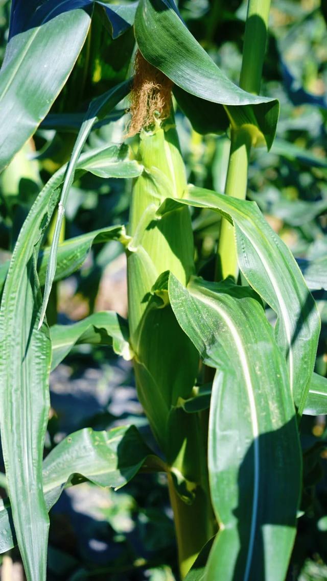 平时不出门，但如果是翔安的果蔬熟了，那我得跑着去！