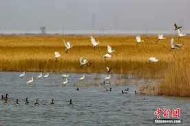 天津北大港湿地：候鸟归来绘春景图片