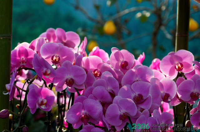 太美了！北京室内花海绽放，“兰”不住的冬日浪漫