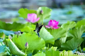 荷间燕子飞|空中授食图片