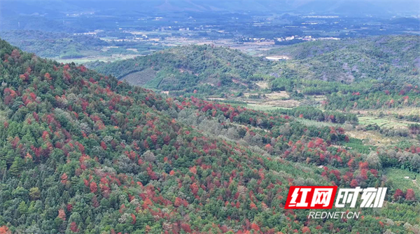 江永：红枫染冬 美景入画