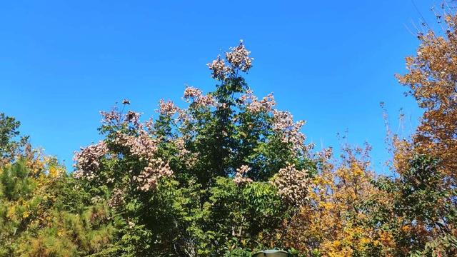 市民身边的多彩乐园，岛城口袋公园进入最美季节