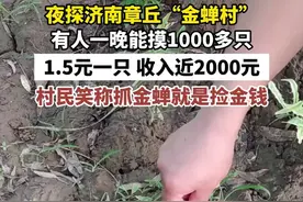 夜探济南章丘“金蝉村”，有人一晚能摸1000多只，1.5元一只，收入近2000元。村民笑称抓金蝉就是捡金钱图片