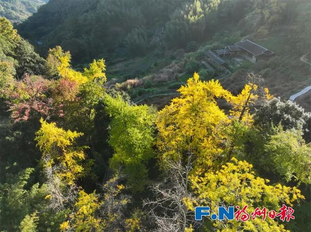 惊艳上线！福州这里变身“黄金村”！还有人靠它悄悄赚钱……