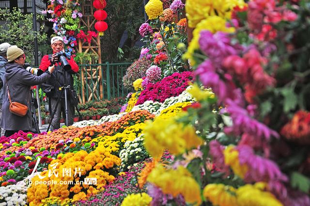 上海：宜川公园菊花展开放