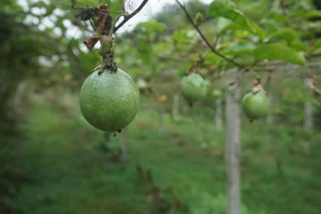 果香满溢！邂逅田园风光正当时