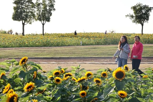 又要火了！南通这片花海，太出片了！赶紧去打卡