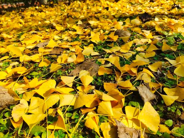 宁县：公园秋色惹人醉 生态宜居成色足