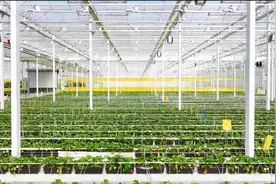 阿拉丁与美光原拓展“新能源+现代农业”领域战略合作图片