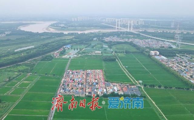 一年四季 泉在济南丨济西稻浪映秋色，席家庄田园画卷正浓