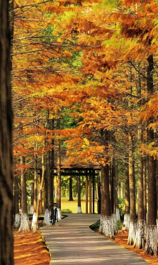 杉树红了！江西这些地方拍“红杉”大片超赞