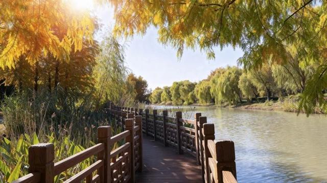 周末好天气，来闵行这些公园遇见最美秋色！