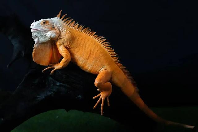 “疯狂动物城”现实版来啦！免费送票，速冲！