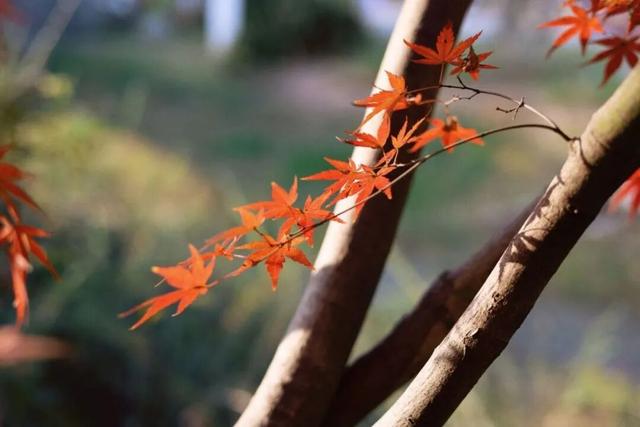 武汉冬日已“枫”神，全部地铁直达