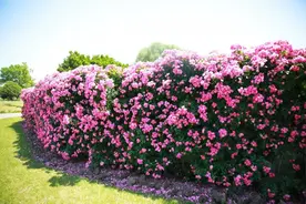 沪上最美花墙进入盛花期！快来松江走“花路”图片