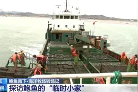 鲍鱼也要“走南闯北”越冬避暑？揭秘小鲍鱼“搬家”的大讲究图片