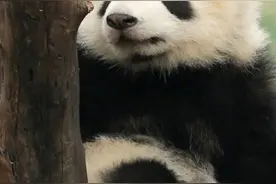 自带微笑唇的熊猫宝宝有多可爱图片