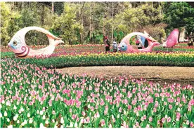 2025桂林新春郁金香花展今日开展图片
