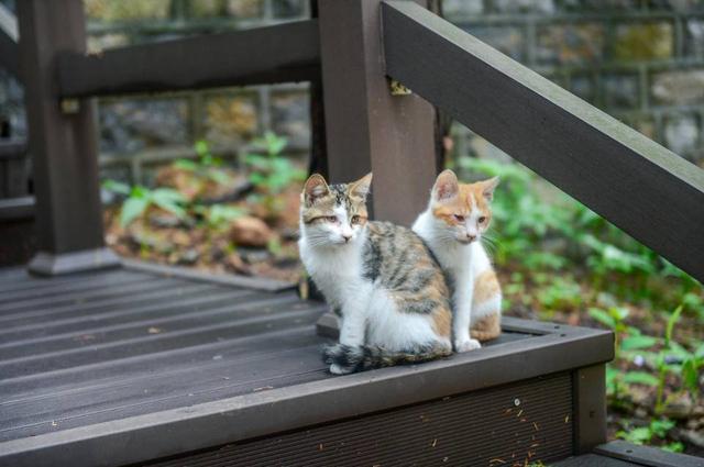 壹点号·荐读|睡在泉水叮咚里，偶遇竹林猫猫寺的禅意24小时！