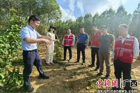 广西天等龙布村村民跨县取经 为增收注入新动能图片