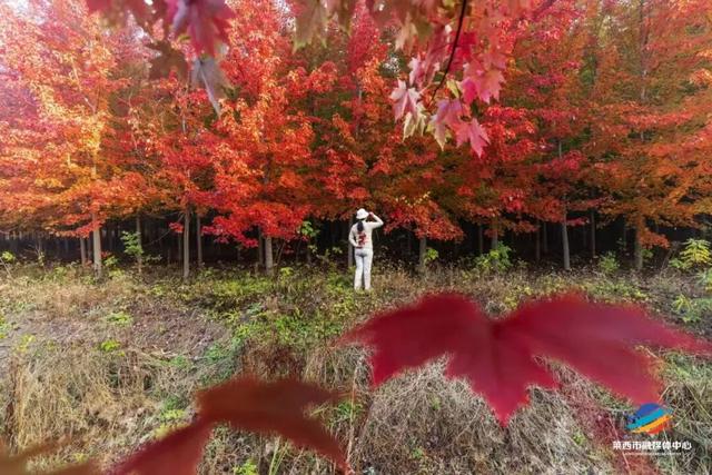 莱西市第十届红枫嘉年华正式拉开帷幕！