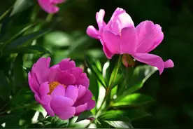 芍药食用价值高，补血养颜效果好图片