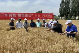 稳粮增饲！宁夏持续探索“冬小麦+青贮玉米”一年两熟模式图片