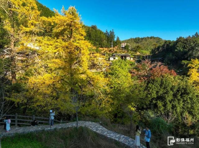 福州现存数量最多！古银杏迎来最佳观赏期