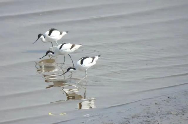又到候鸟季，相约陆浑来观鸟~