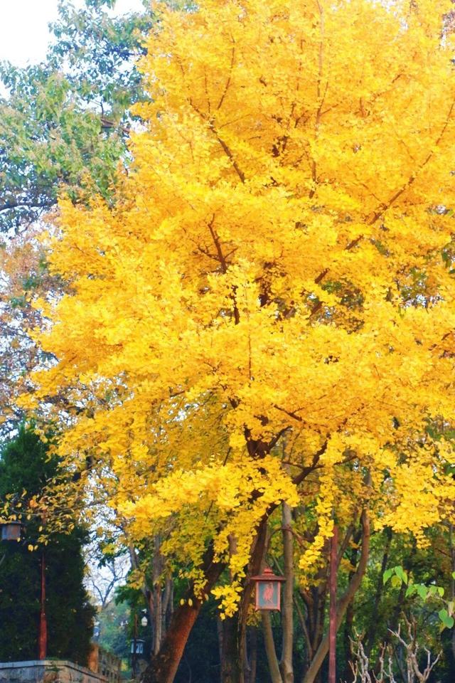 武昌赏秋天花板！这条被推荐100次的山路，迎来最美时刻