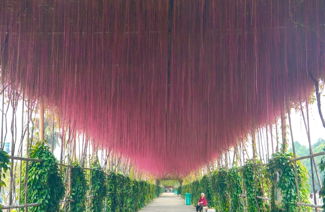 看稻田、赏繁花，邂逅南沙的秋日浪漫→