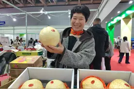 一个大梨两斤重，山农酥梨新品种引关注图片