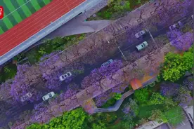 美好生活在云南｜昆明教场中路的蓝花楹，就要盛开啦！图片