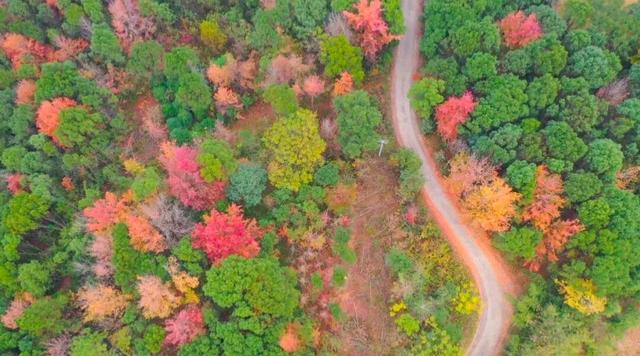 漫山枫叶，专治“班味”！本周末，去零陵井塘尾打卡