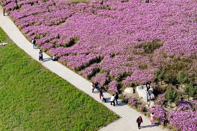 山西临汾波斯菊花开 美景醉游人