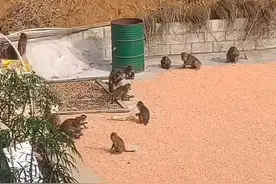 “打包”香蕉，偷食鸡蛋，猕猴与人的“邻里纠纷”图片
