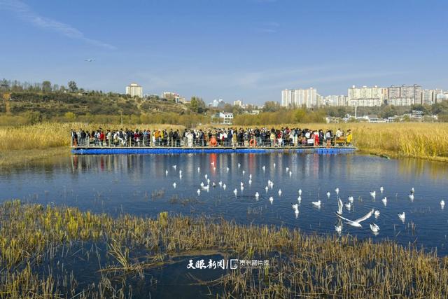 图库推荐｜威宁草海观鸥热