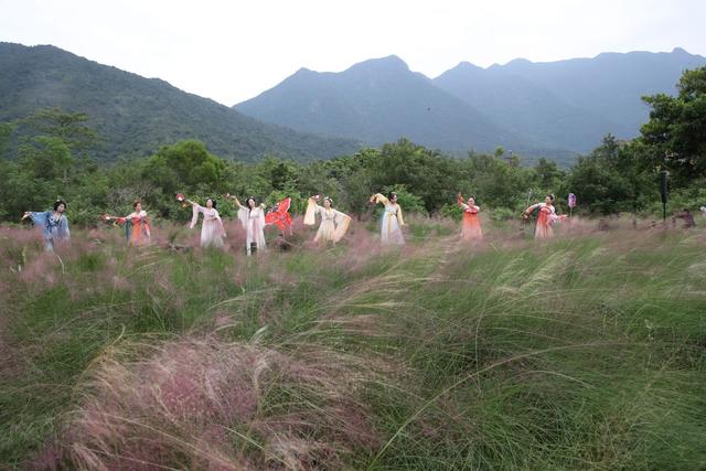 秋日浪漫！大鹏南澳粉黛花海等你来打卡