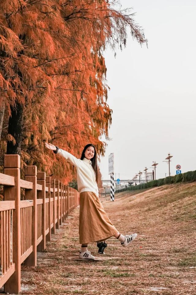 里水落羽杉红了！这些打卡点最出片→