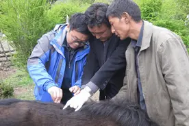 华农教授，让雪域高原牦牛有了“120”图片