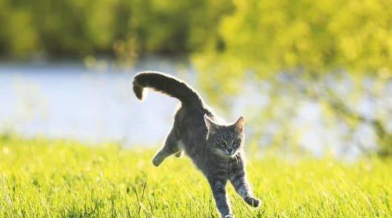 猫咪键盘上“霸屏”不走，半夜跑酷吵翻天，你家猫中几招？