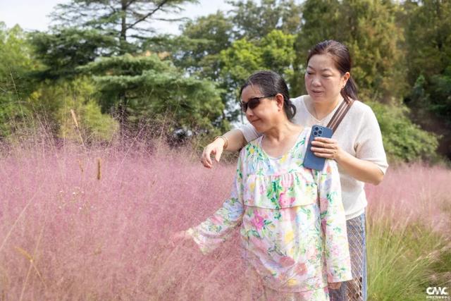太美啦！西沙明珠湖景区粉黛乱子草进入盛花期