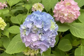 免费招募！做一个美美的花篮，把八仙花带回家~图片