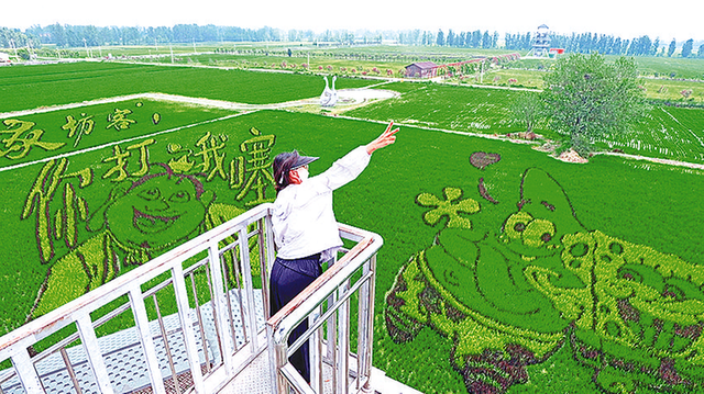 万亩稻田 美景如画