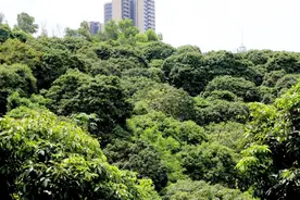 预订可尝鲜！东莞大岭山高端荔枝“岭丰糯”6月中下旬上市图片