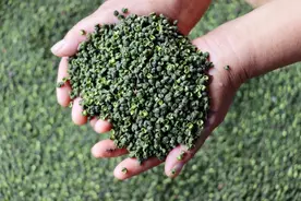 采摘正当时 宜宾珙县5000亩青花椒喜迎采收期图片