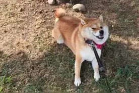 求求你们了，以后养狗千万别养柴犬！图片